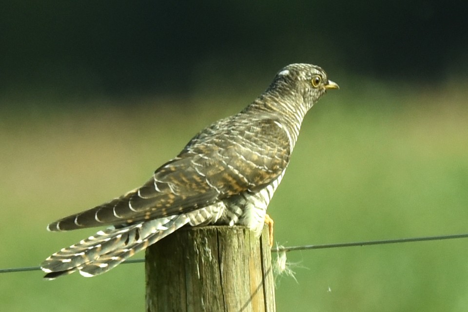 Common Cuckoo - ML608557910