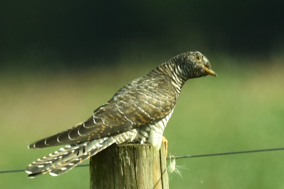 Common Cuckoo - ML608557943