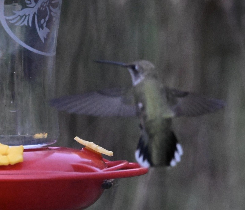 Black-chinned Hummingbird - ML608558305