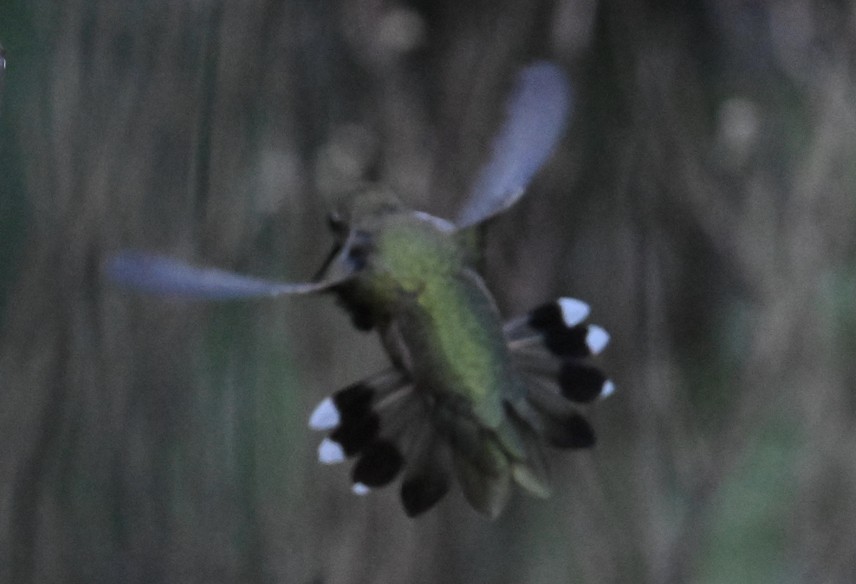 Black-chinned Hummingbird - ML608558470