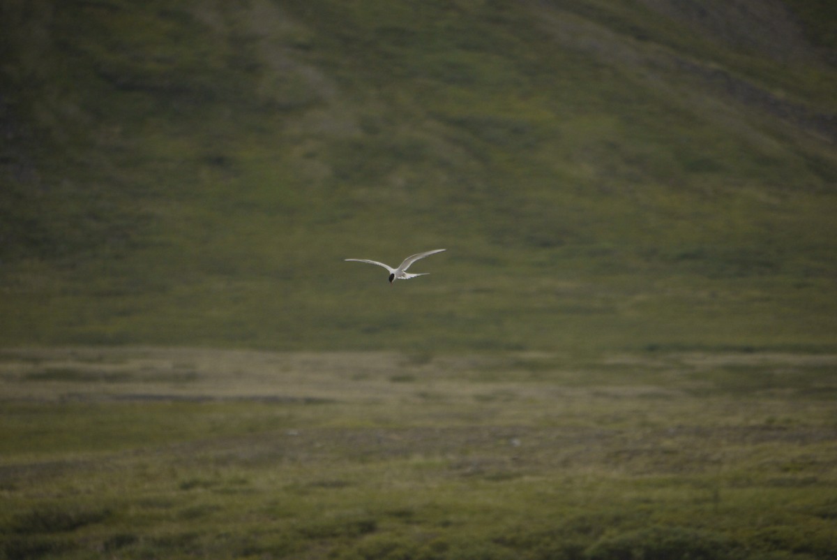 Arctic Tern - ML608558944
