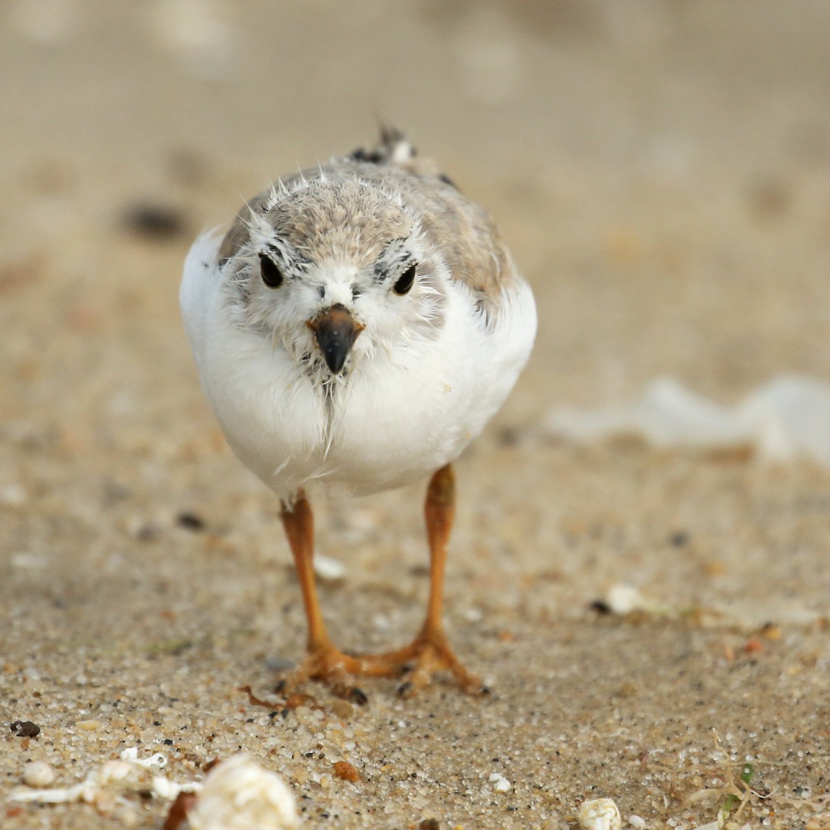 Piping Plover - ML608558980