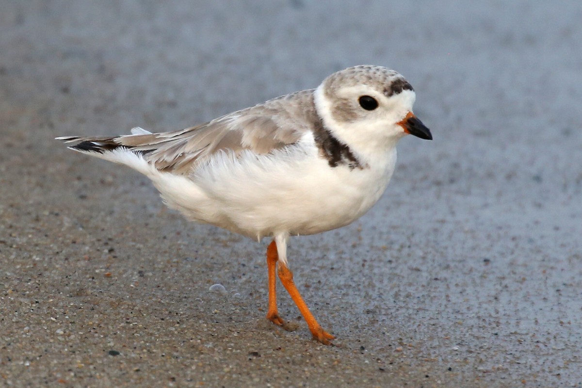 Piping Plover - ML608558981