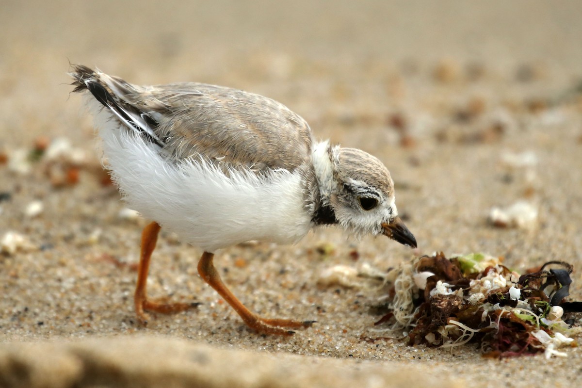 Piping Plover - ML608558982