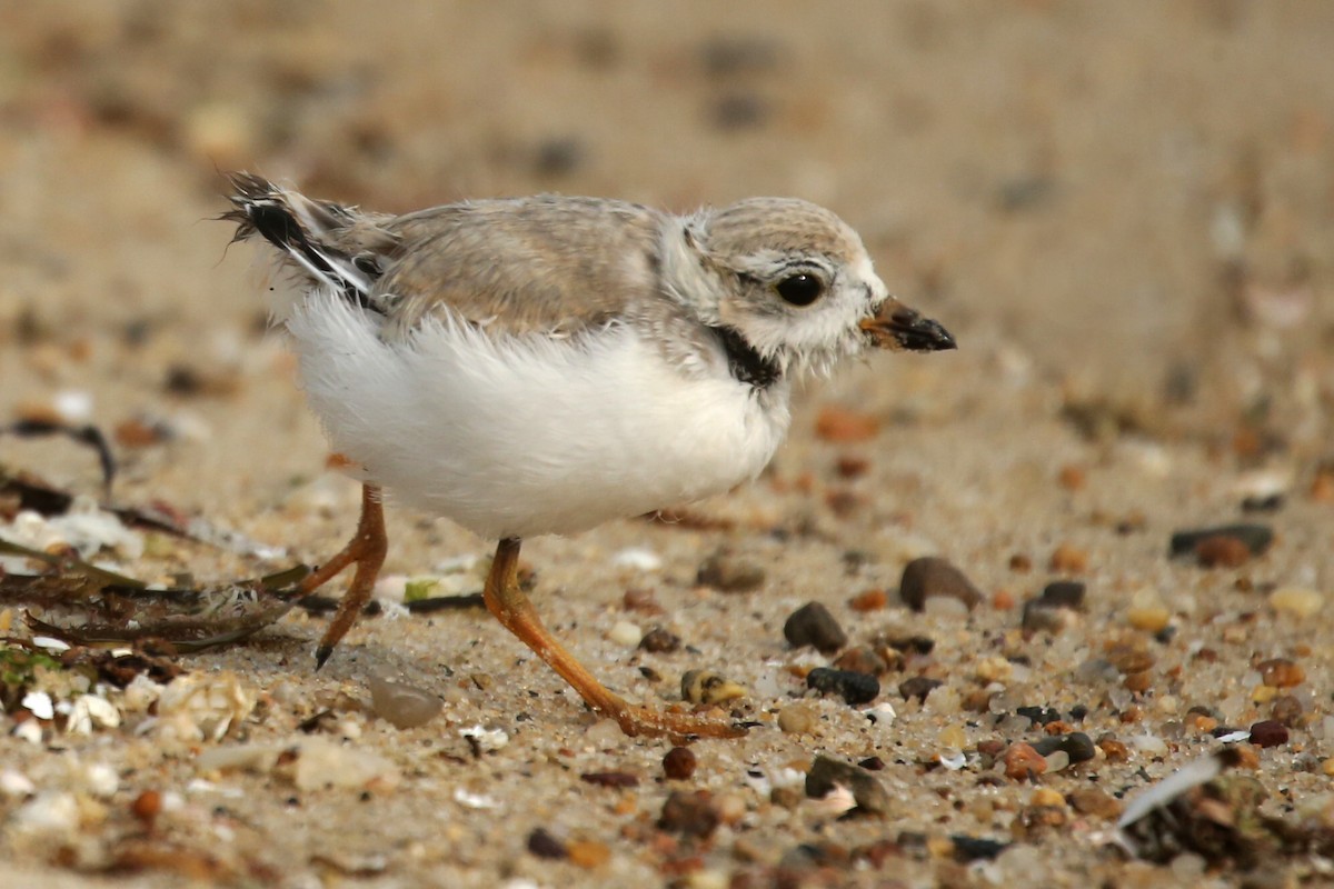 Piping Plover - ML608558983