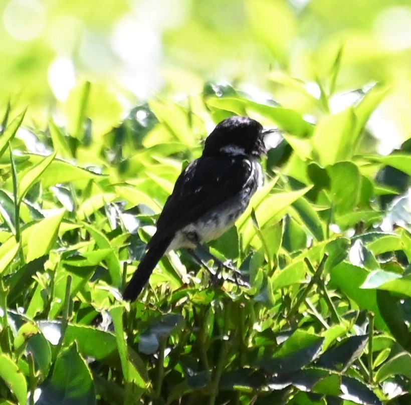African Stonechat - ML608559021