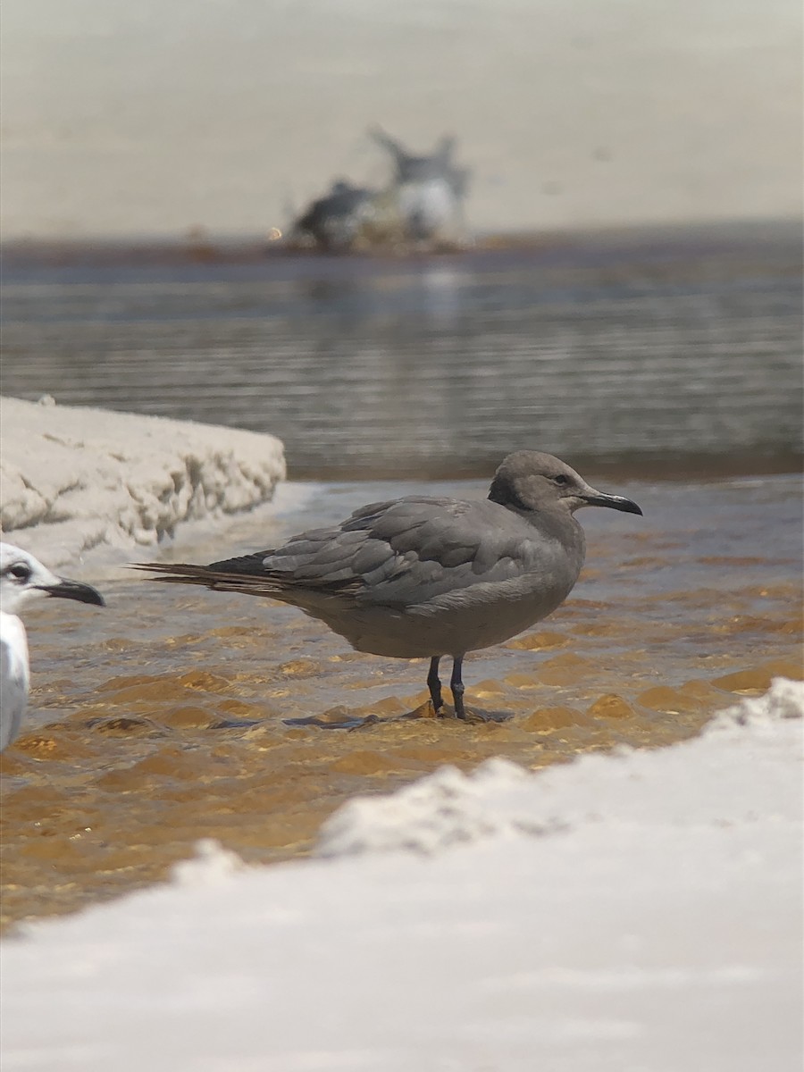 eBird Checklist - 6 Sep 2023 - 66 Shell Seekers Cove, Santa Rosa Beach ...