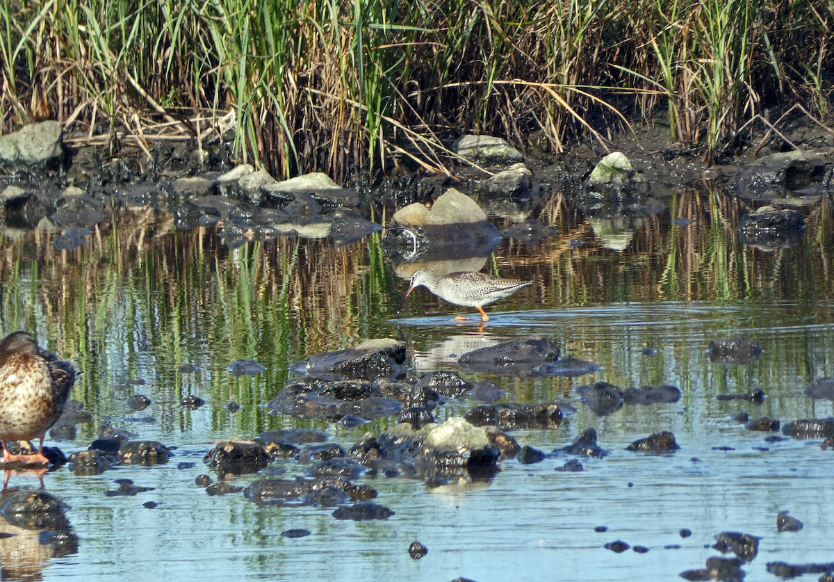 Spotted Redshank - ML608559517