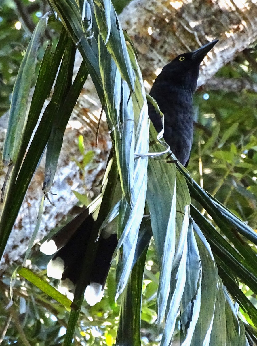 Pied Currawong - ML608559551