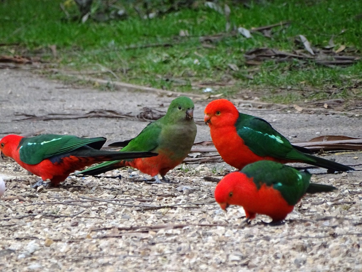 Australian King-Parrot - Christopher Dyer