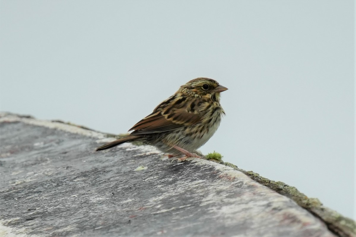 Savannah Sparrow - ML608559985