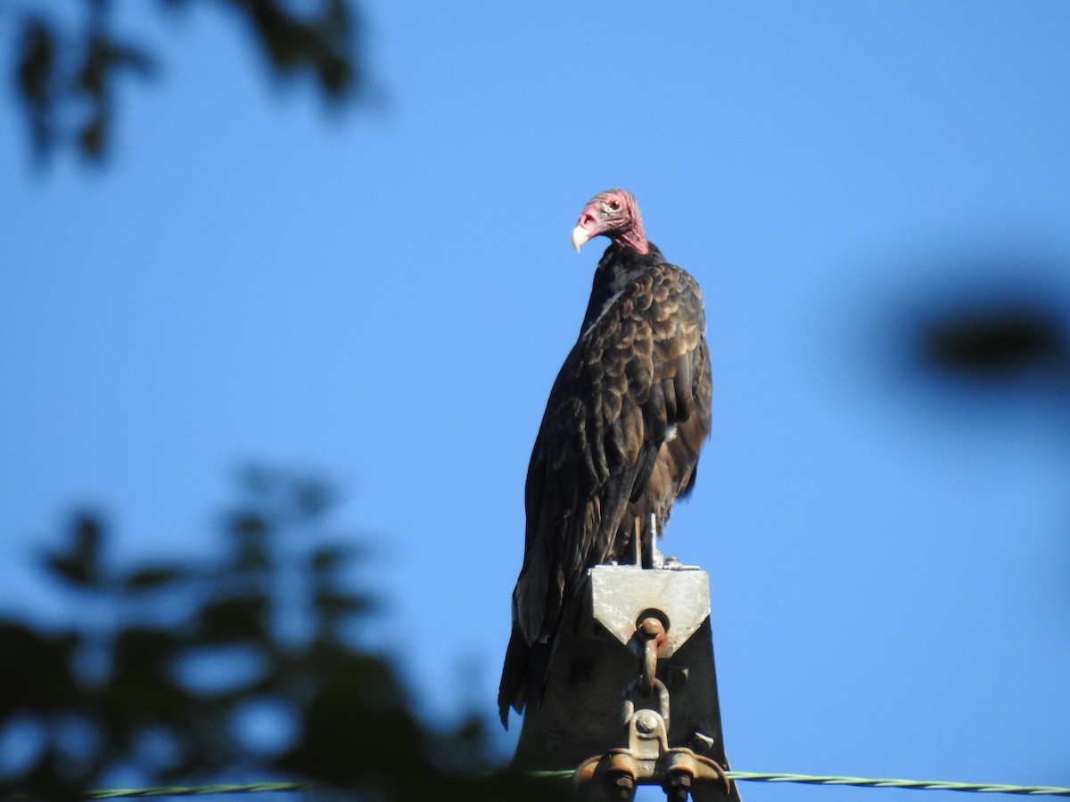Turkey Vulture - ML608560174