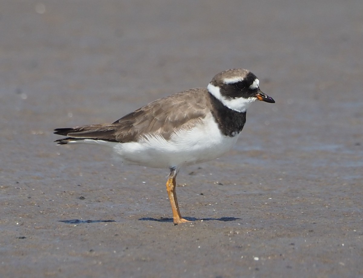 Common Ringed Plover - ML608560387
