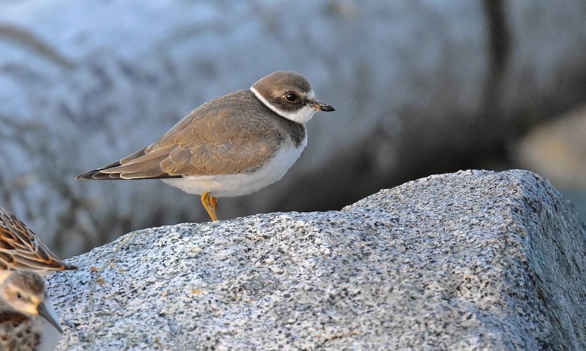 Semipalmated Plover - ML608560463