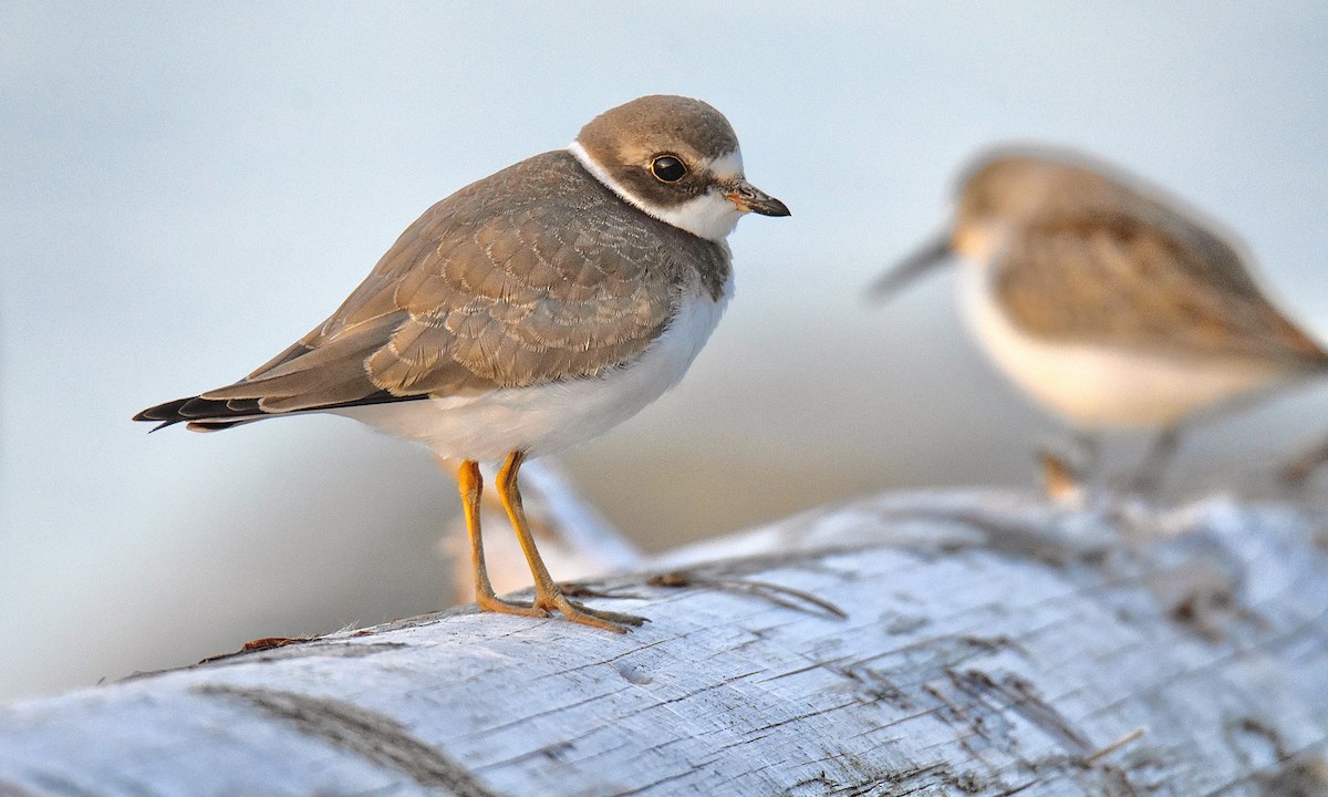Semipalmated Plover - ML608560465