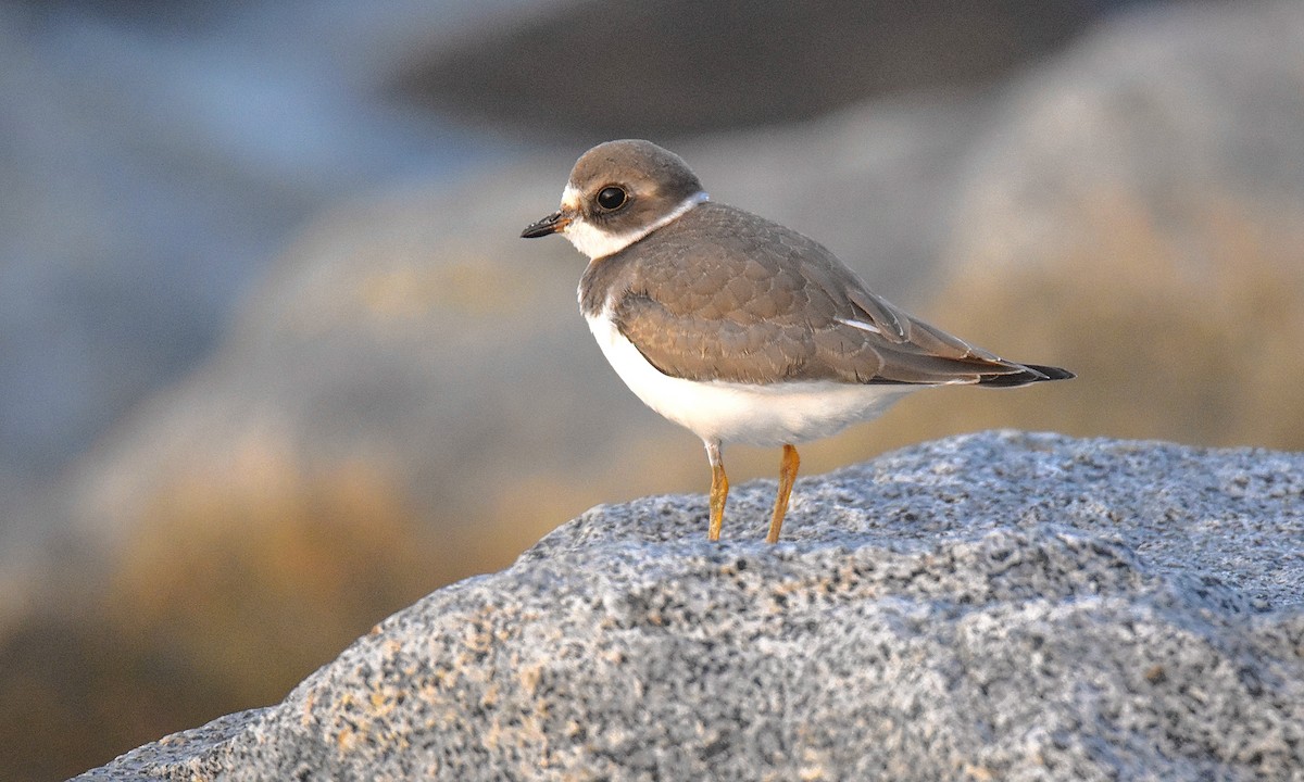 Semipalmated Plover - ML608560466