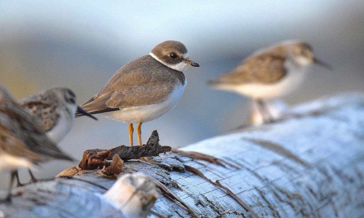 Semipalmated Plover - ML608560467