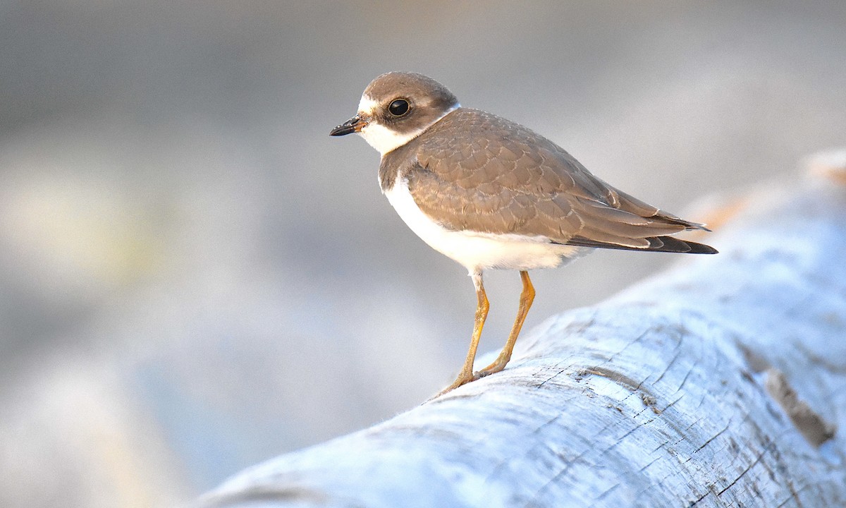 Semipalmated Plover - ML608560468