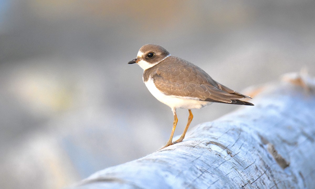 Semipalmated Plover - ML608560470