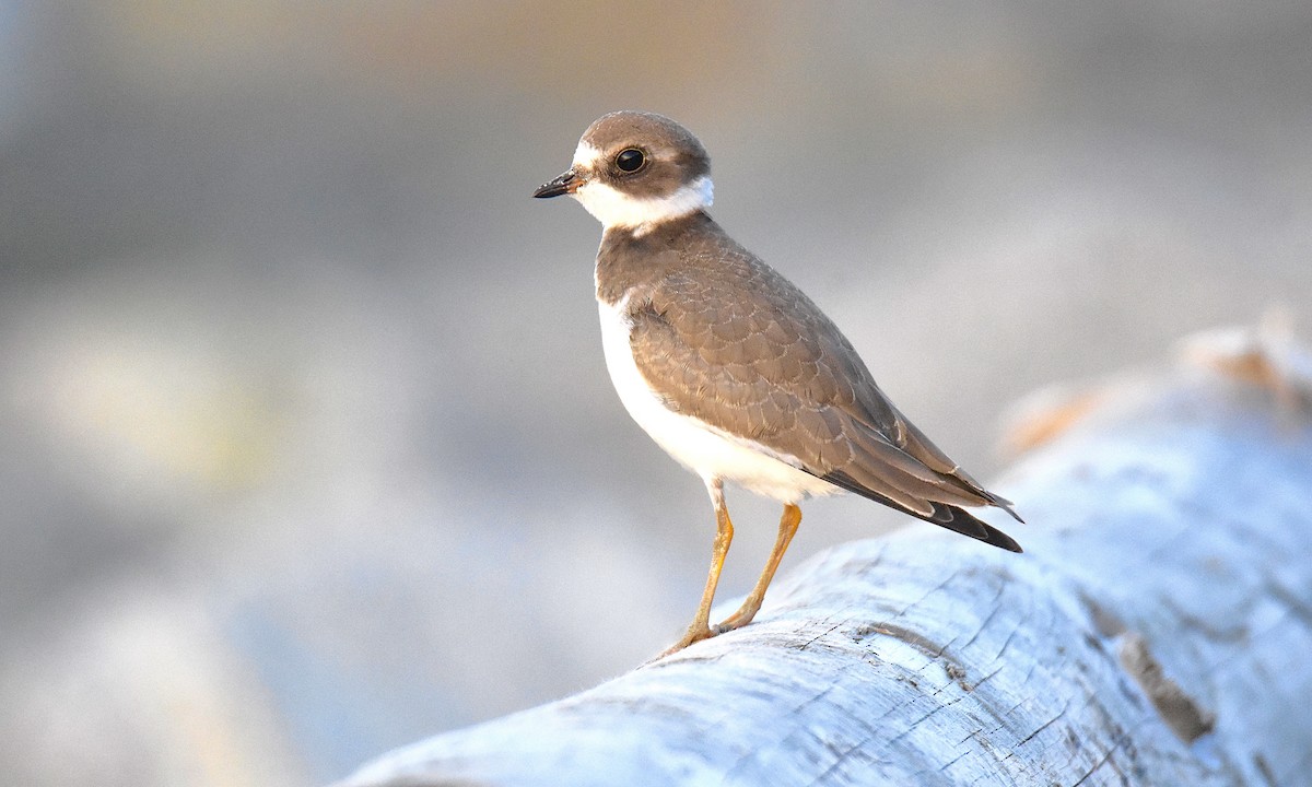 Semipalmated Plover - ML608560471