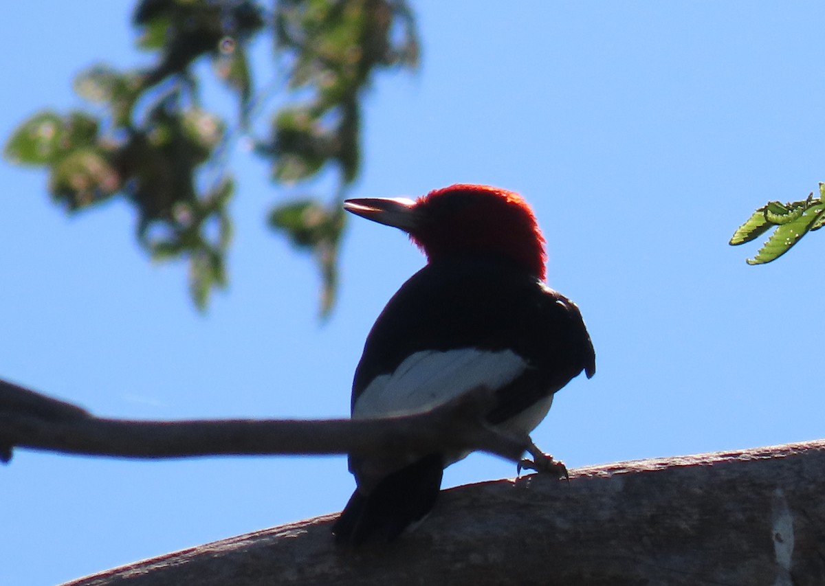 Red-headed Woodpecker - ML608560498