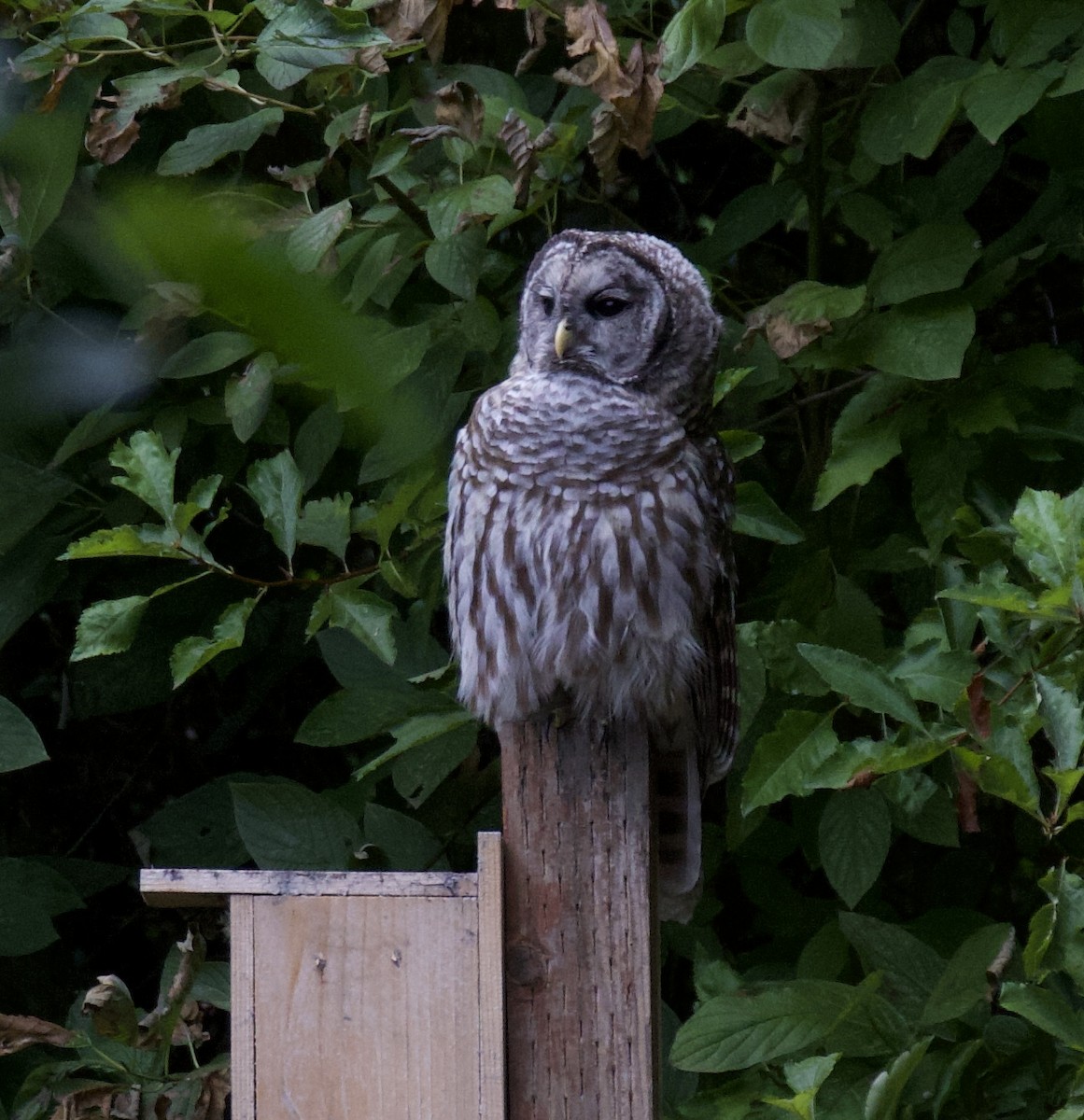 Barred Owl - ML608560706