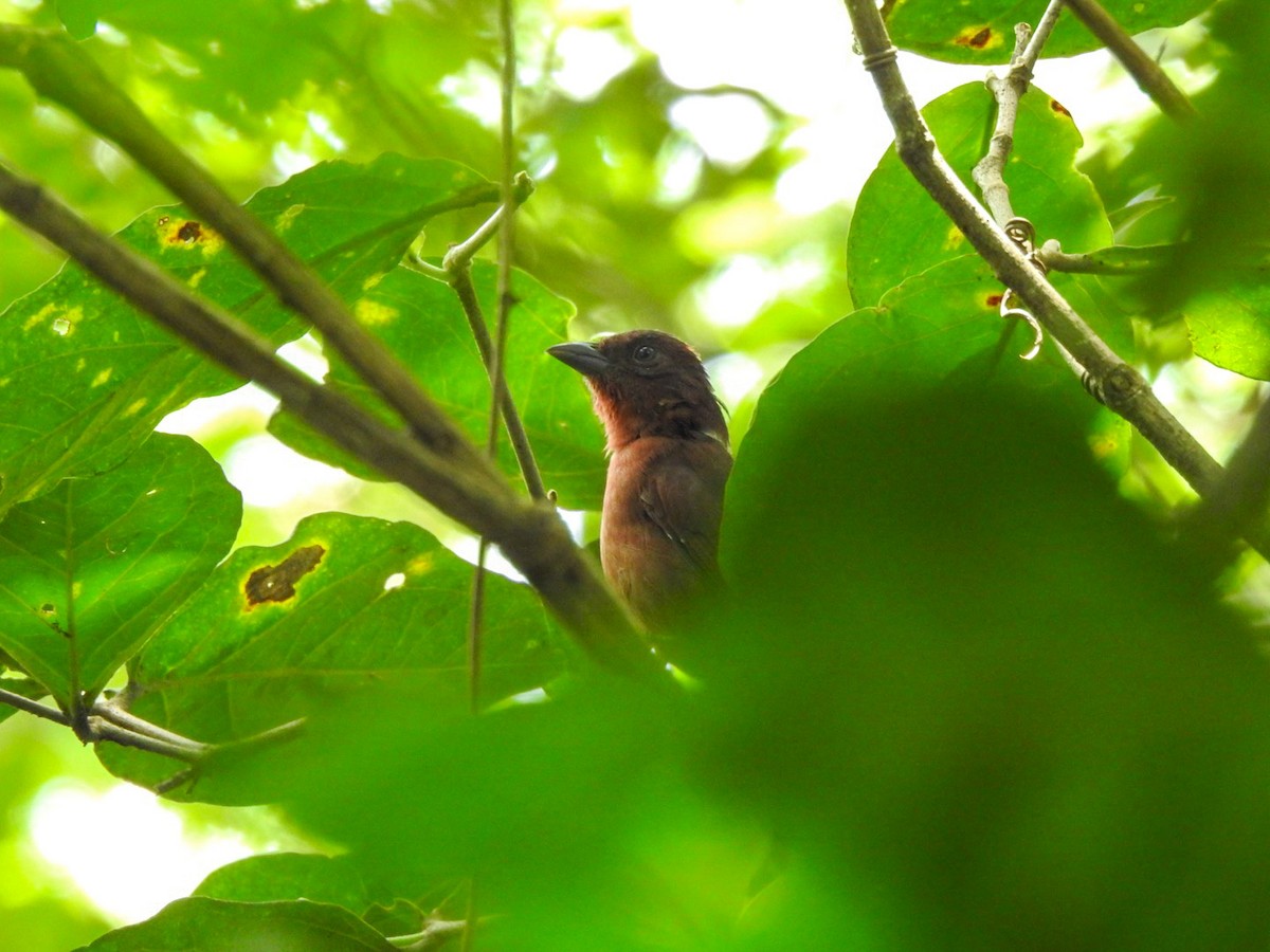 Red-crowned Ant-Tanager - ML608560739