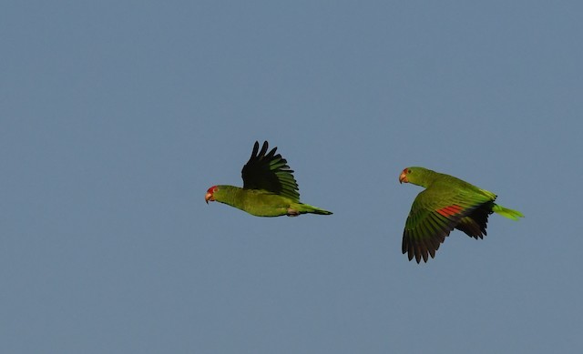 Definitive Basic (adult) (left) and juvenile (right) in flight. - Red-crowned Parrot - 