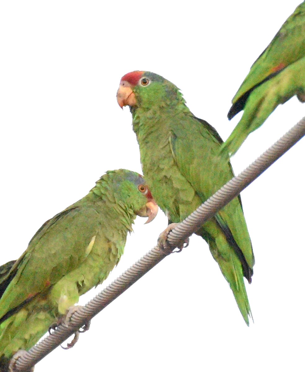 Red-crowned Parrot - ML608561006