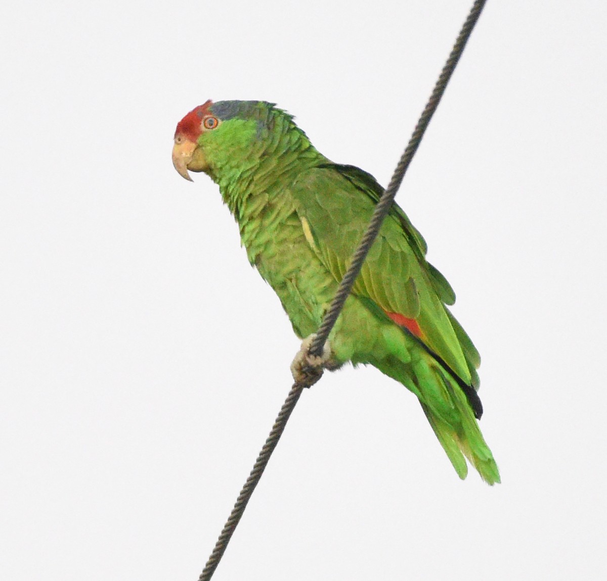 Red-crowned Parrot - ML608561008