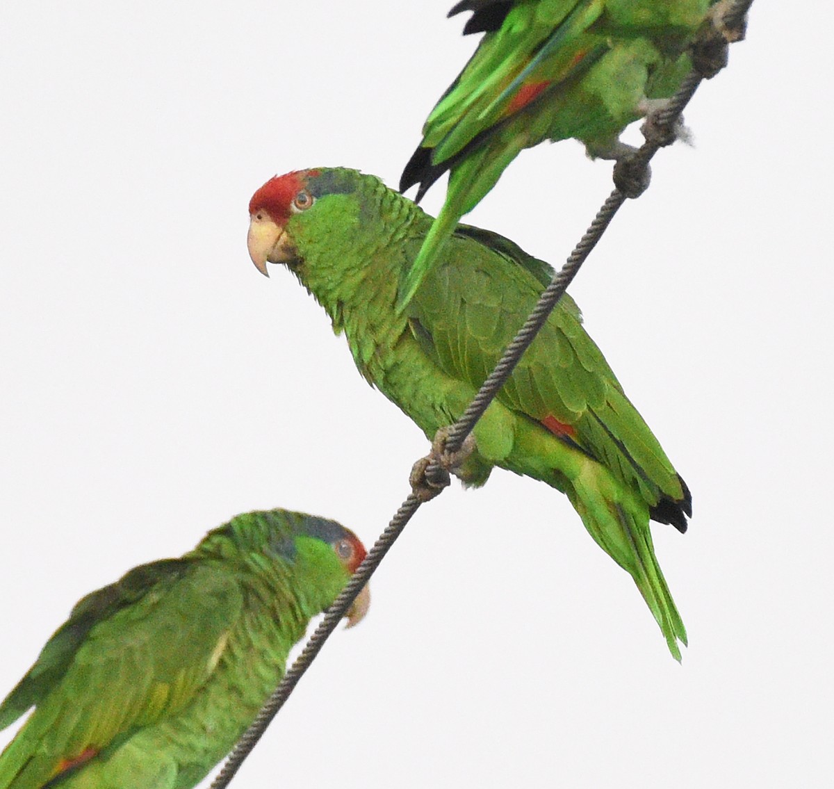 Red-crowned Parrot - ML608561009