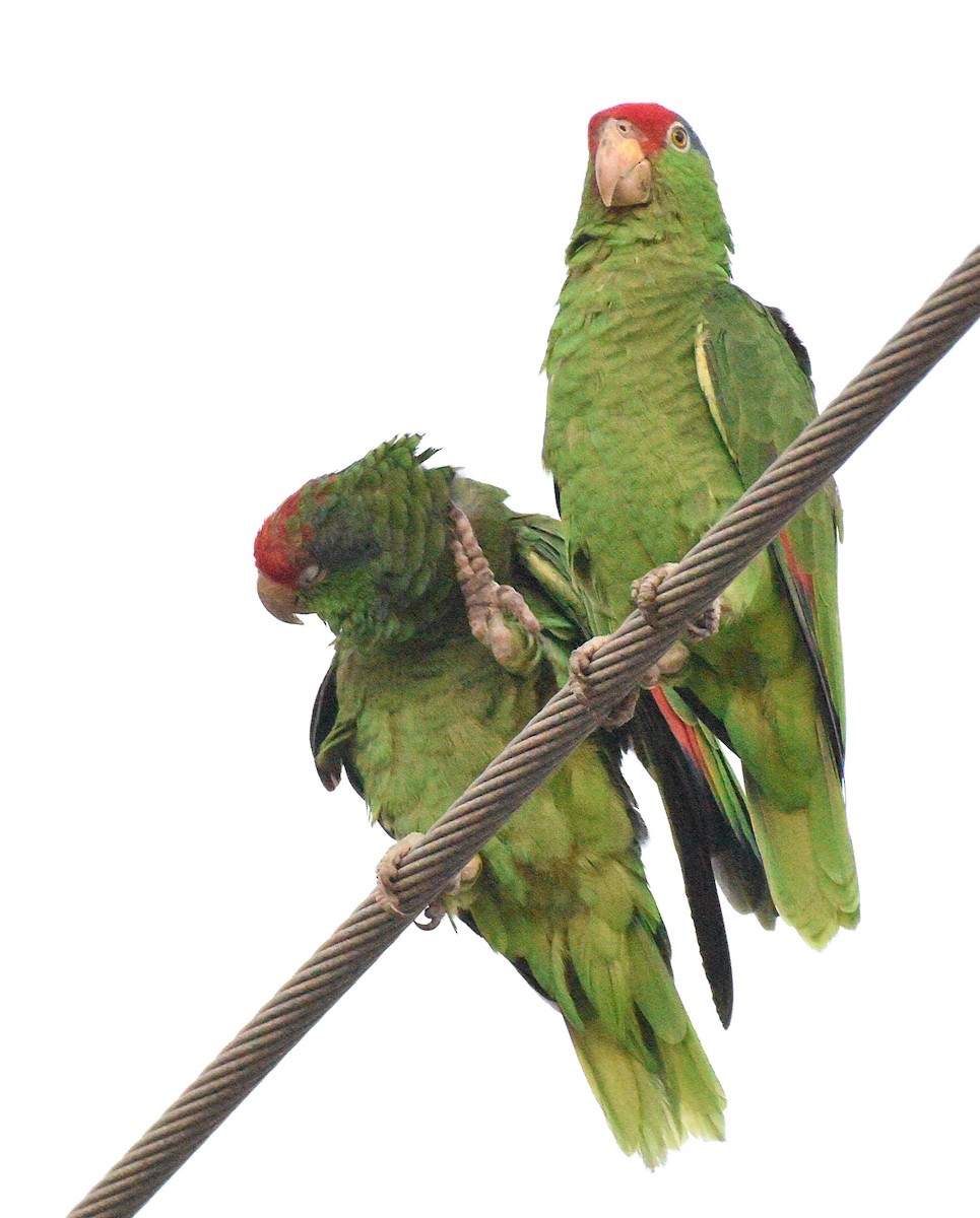 Red-crowned Parrot - ML608561010