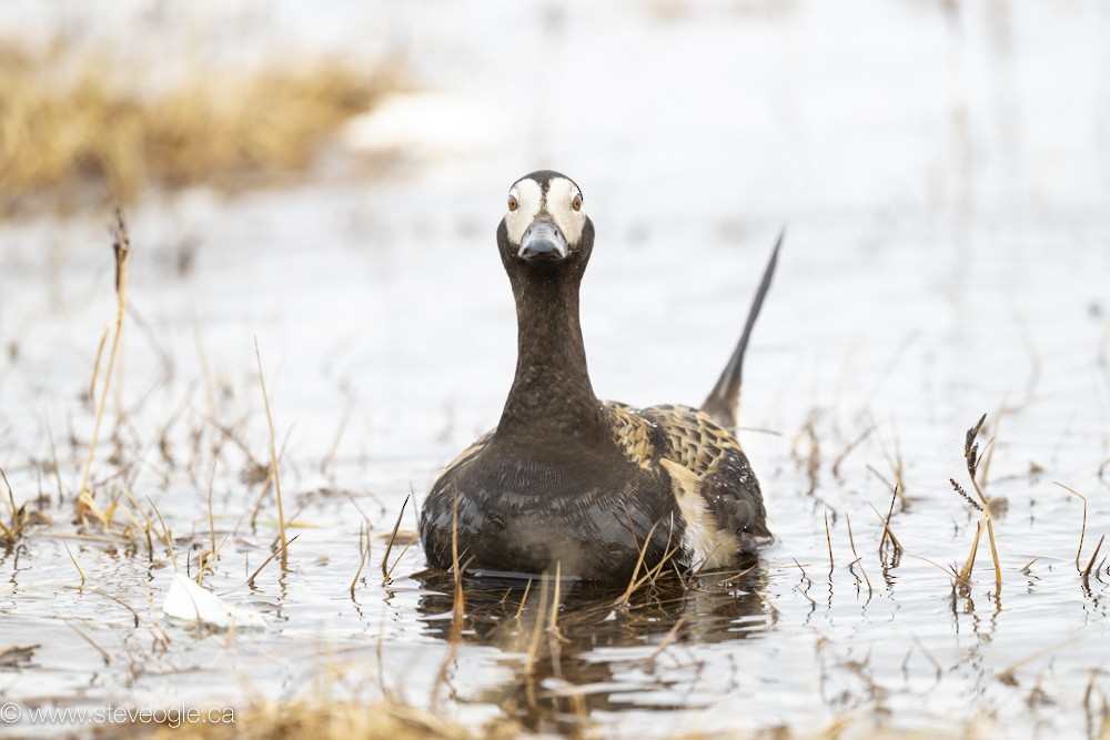 Long-tailed Duck - Steve Ogle