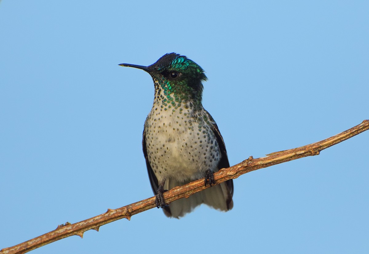 kolibřík fernandezský - ML608561993