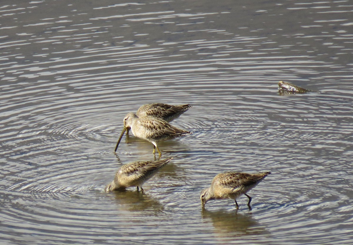 Long-billed Dowitcher - ML608561998