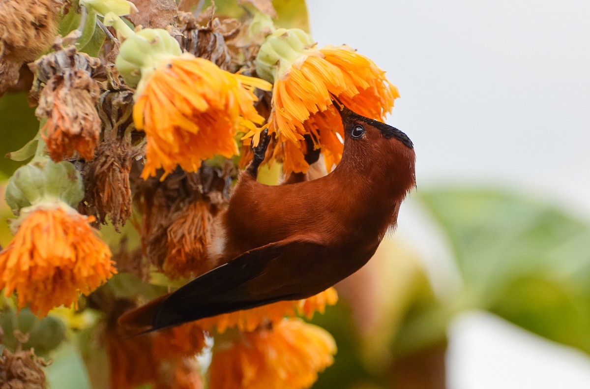 kolibřík fernandezský - ML608562049