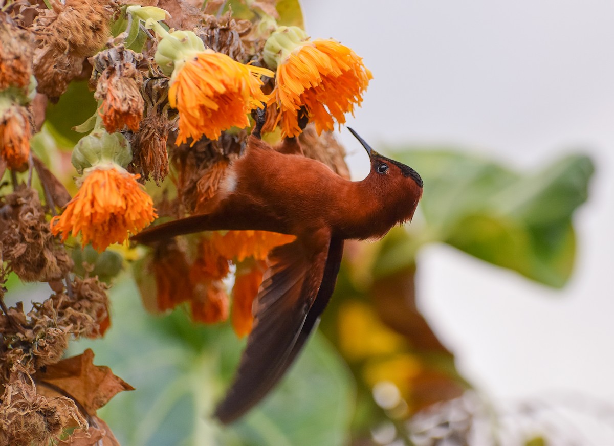 kolibřík fernandezský - ML608562159
