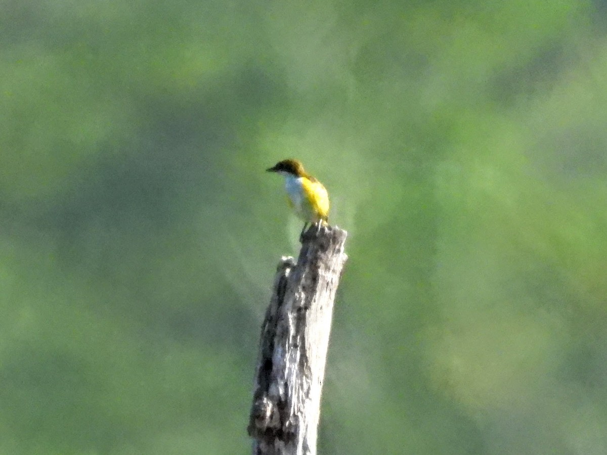 Yellow-sided Flowerpecker - ML608562170