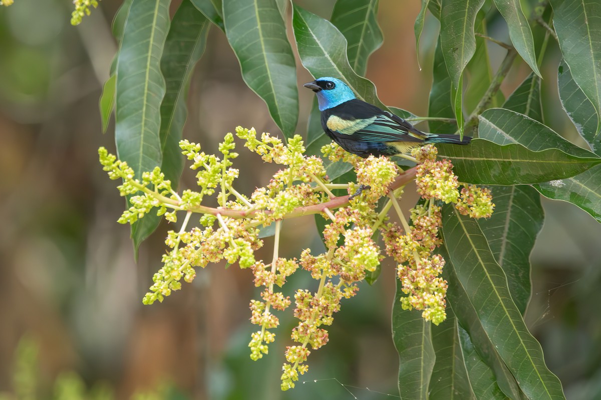 Blue-necked Tanager - ML608562184