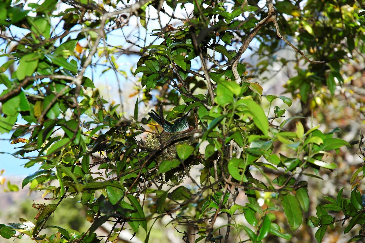 kolibřík fernandezský - ML608562314