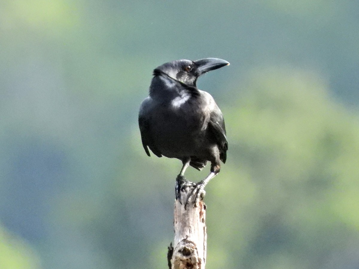 Slender-billed Crow (Sulawesi) - ML608562690