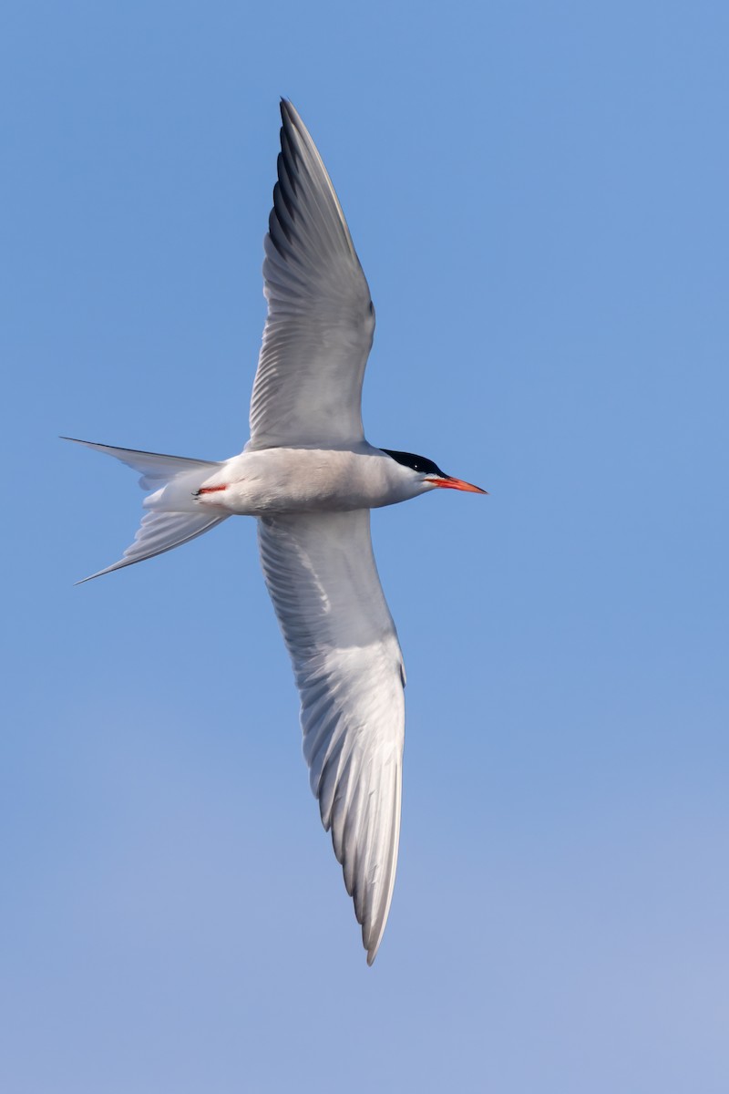 Common Tern - ML608562717