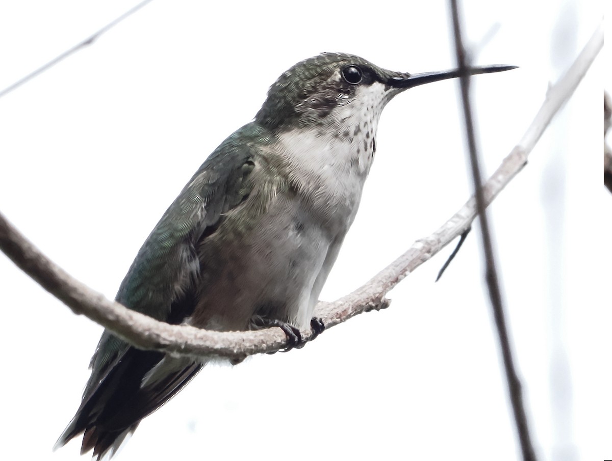 Ruby-throated Hummingbird - ML608563376