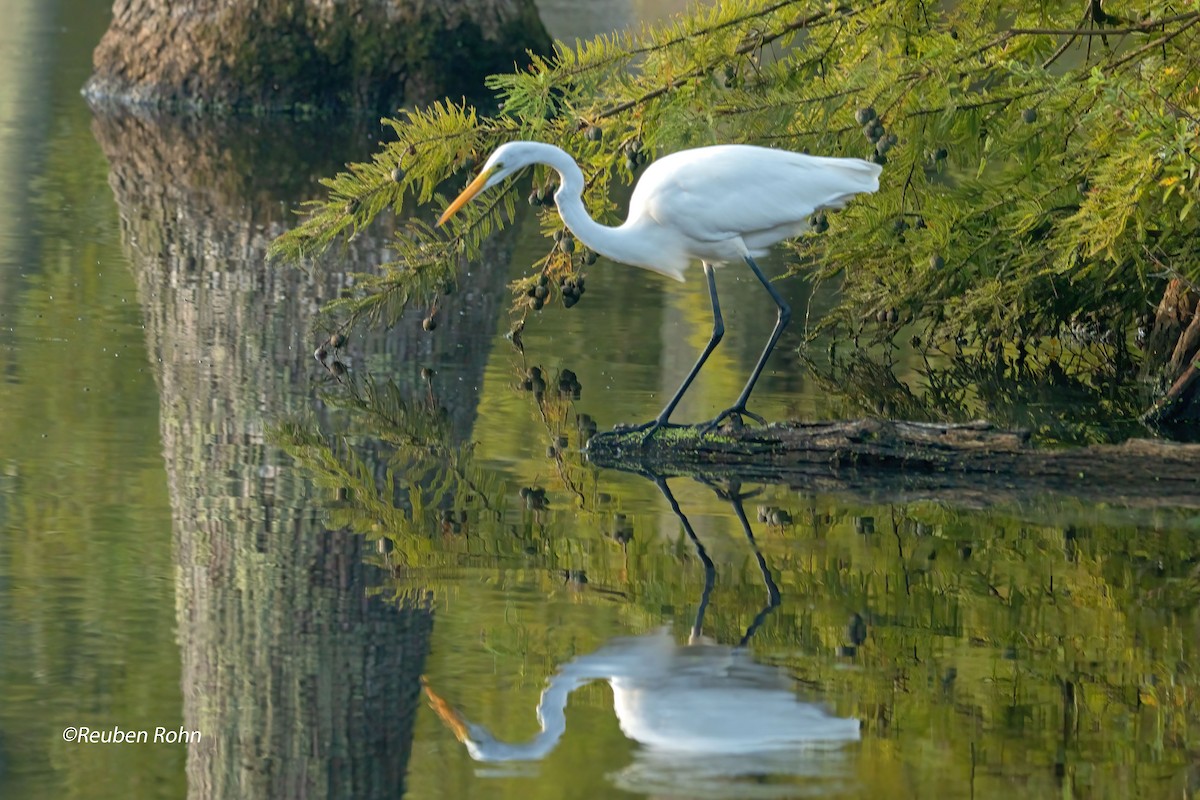 eBird Checklist 6 Sep 2023 Stumpy Lake Natural Area 37 species