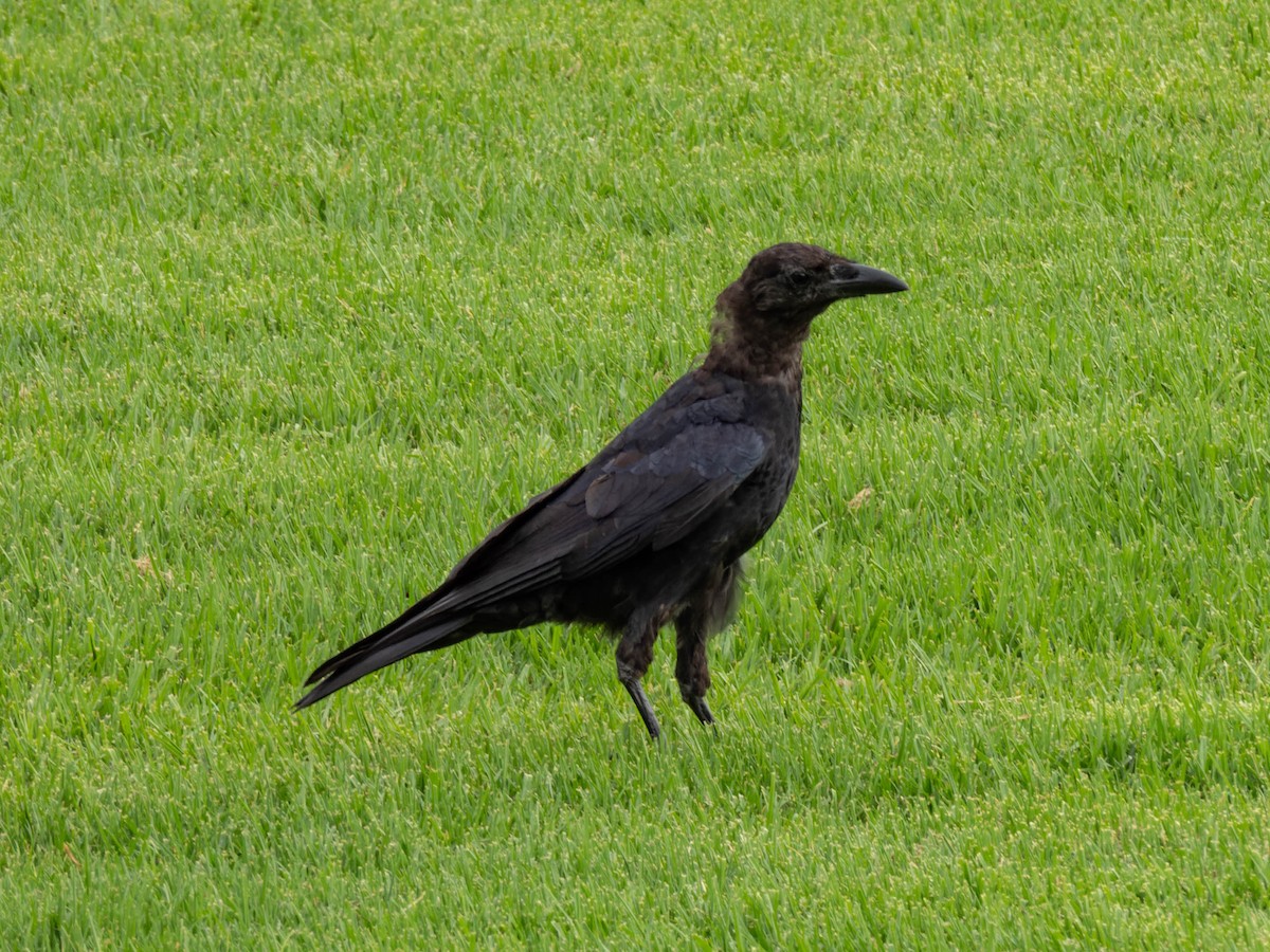 American Crow - ML608563639