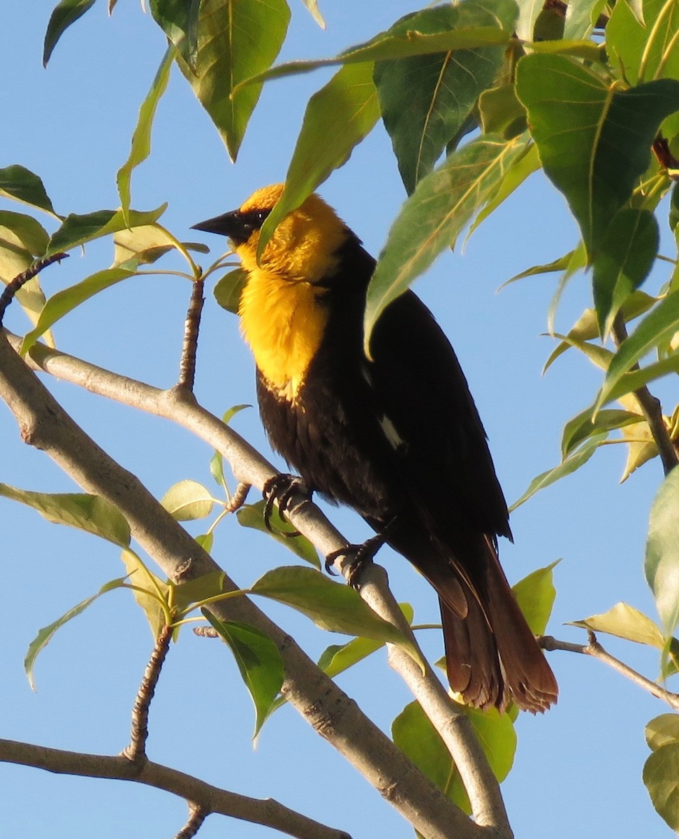 Yellow-headed Blackbird - ML608563818