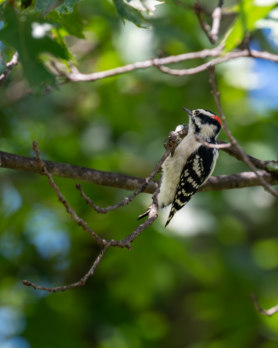 Downy Woodpecker - ML608564292