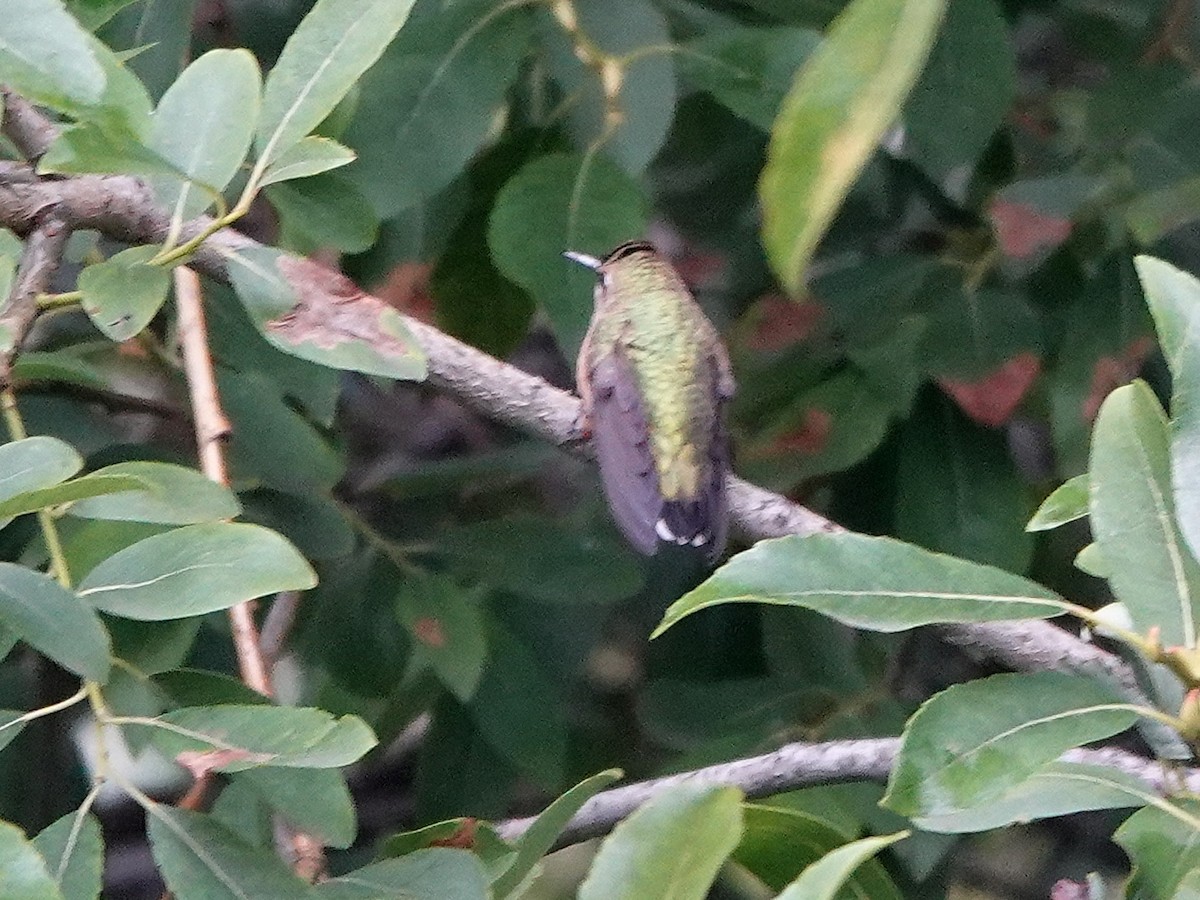 Calliope Hummingbird - ML608564623