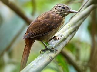Eastern Woodhaunter - eBird