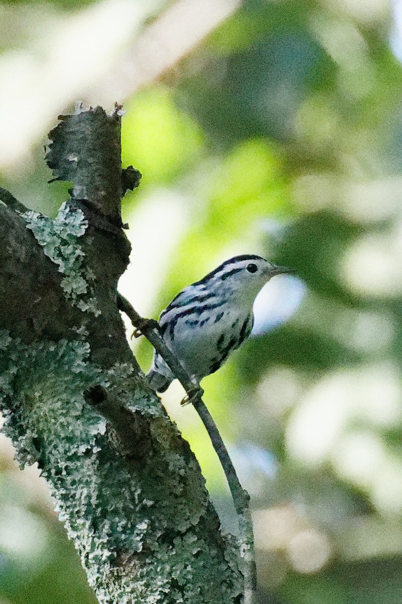 Black-and-white Warbler - ML608565279